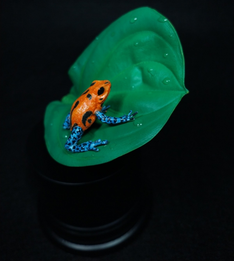 Dart frog